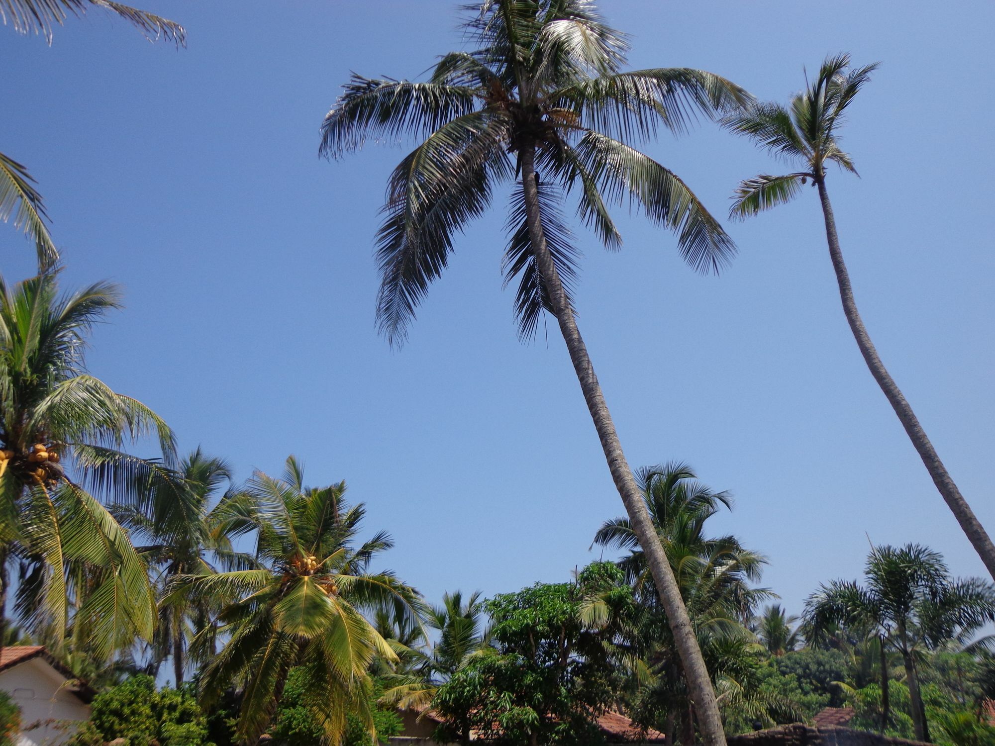 Hotel Star White - Negombo Kudapaduwa Exterior foto